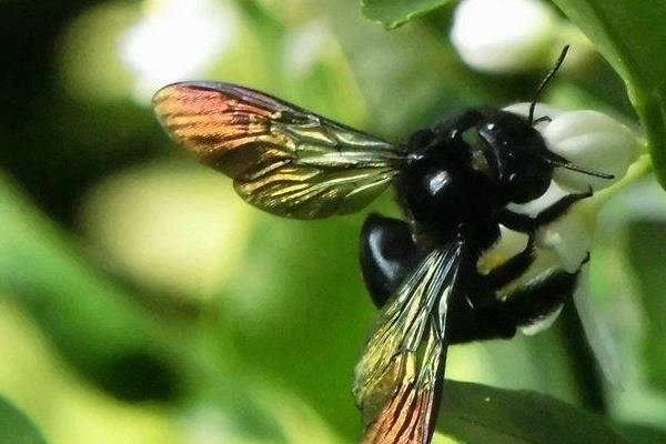 小蜜蜂在花里采蜜_小黑花花捉蜜蜂_小蜜蜂采花朵