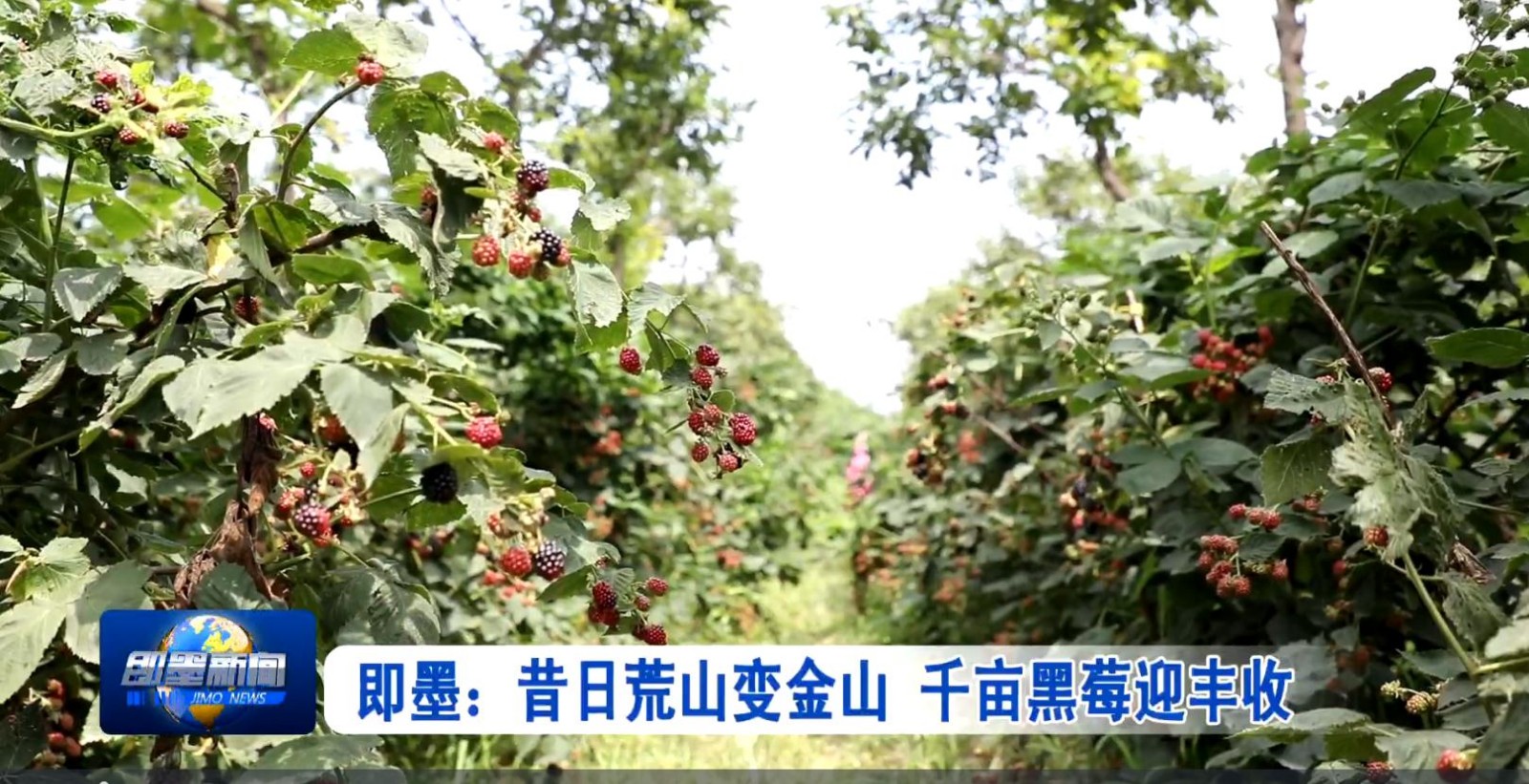 莓落落的拼音_落落莓在哪里_落落落落清欢
