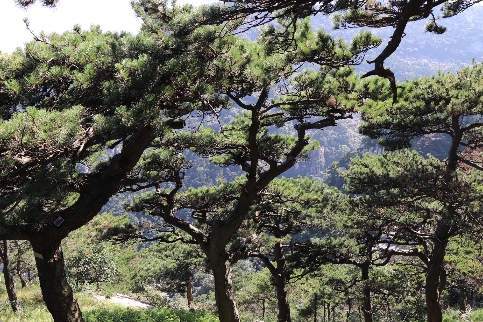 松籁响起之时_松籁是什么意思_松籁