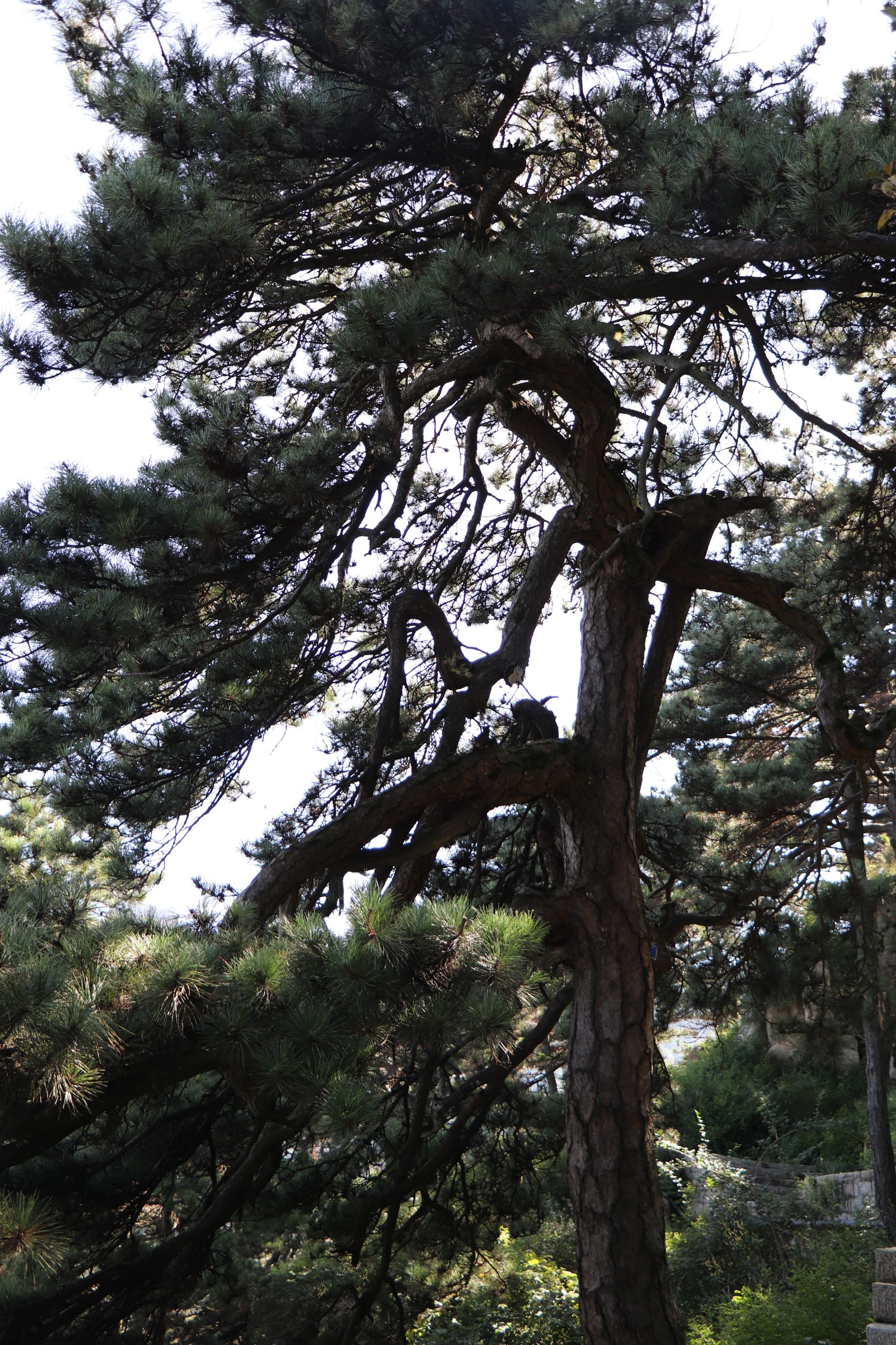 松籁_松籁响起之时_松籁是什么意思