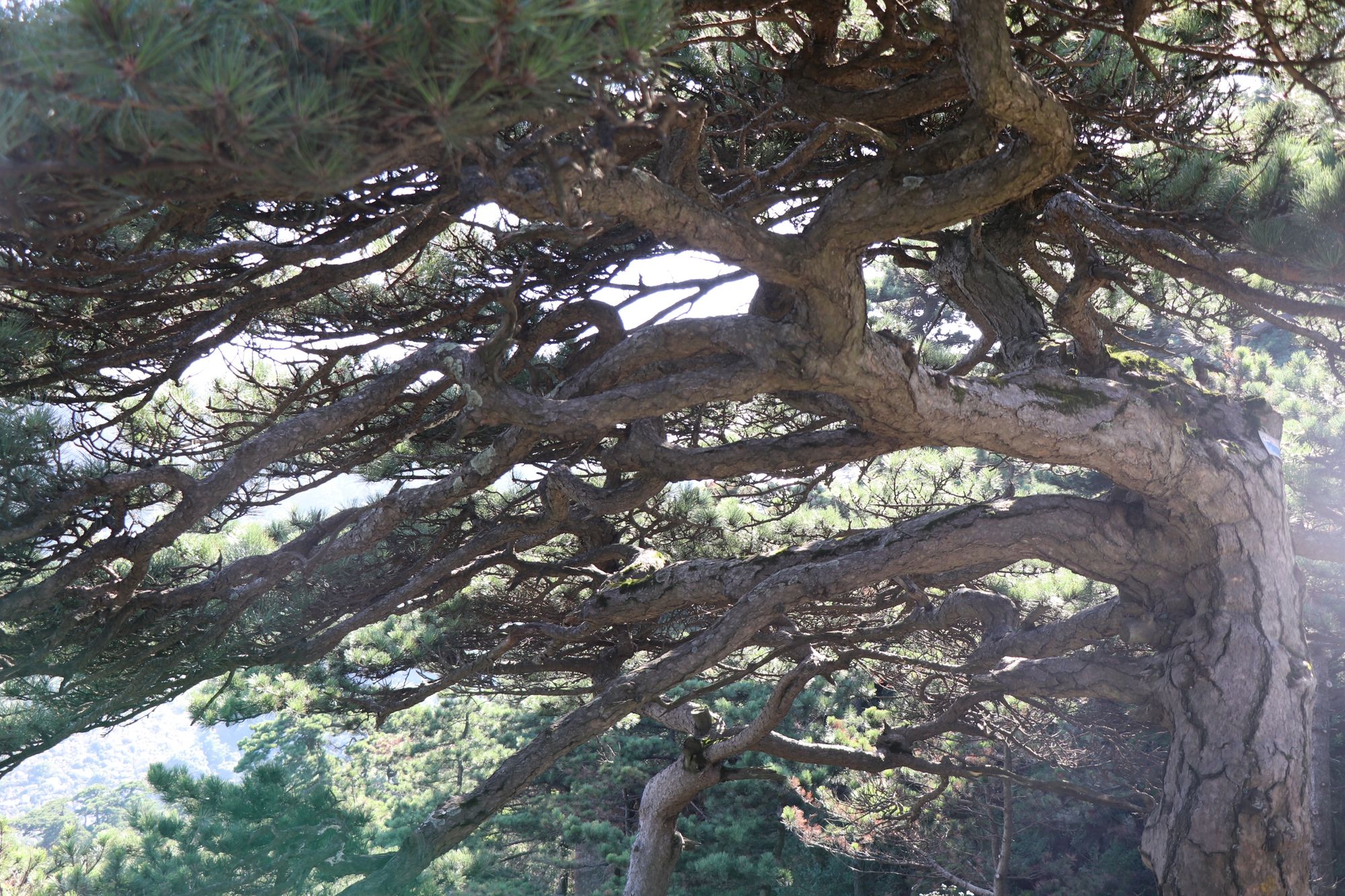 松籁_松籁响起之时_松籁是什么意思