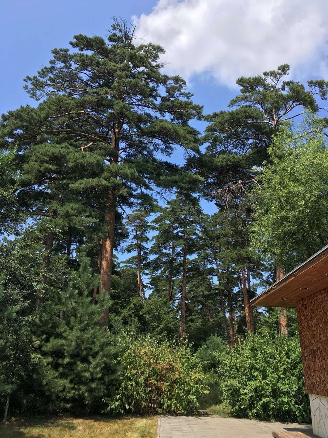 松籁_松籁响起之时_松籁是什么意思