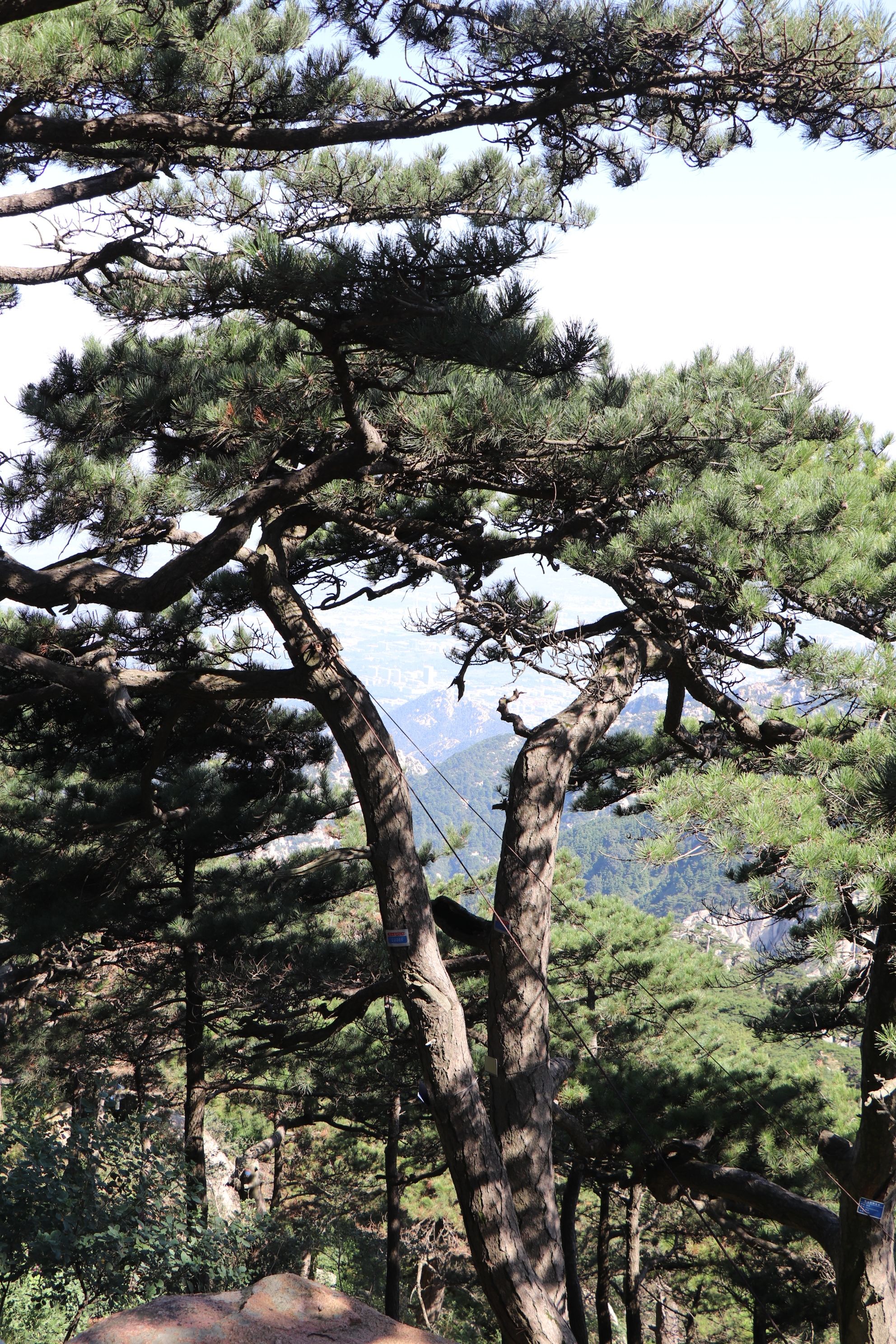 松籁是什么意思_松籁响起之时_松籁