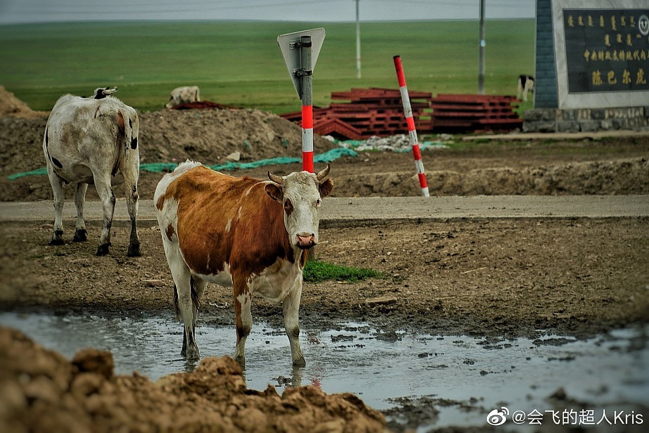 牛马图片搞笑头像_牛马图片头像_牛马图片