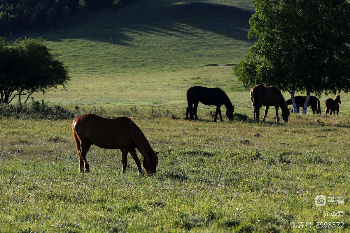 牛马图片头像_牛马图片搞笑头像_牛马图片