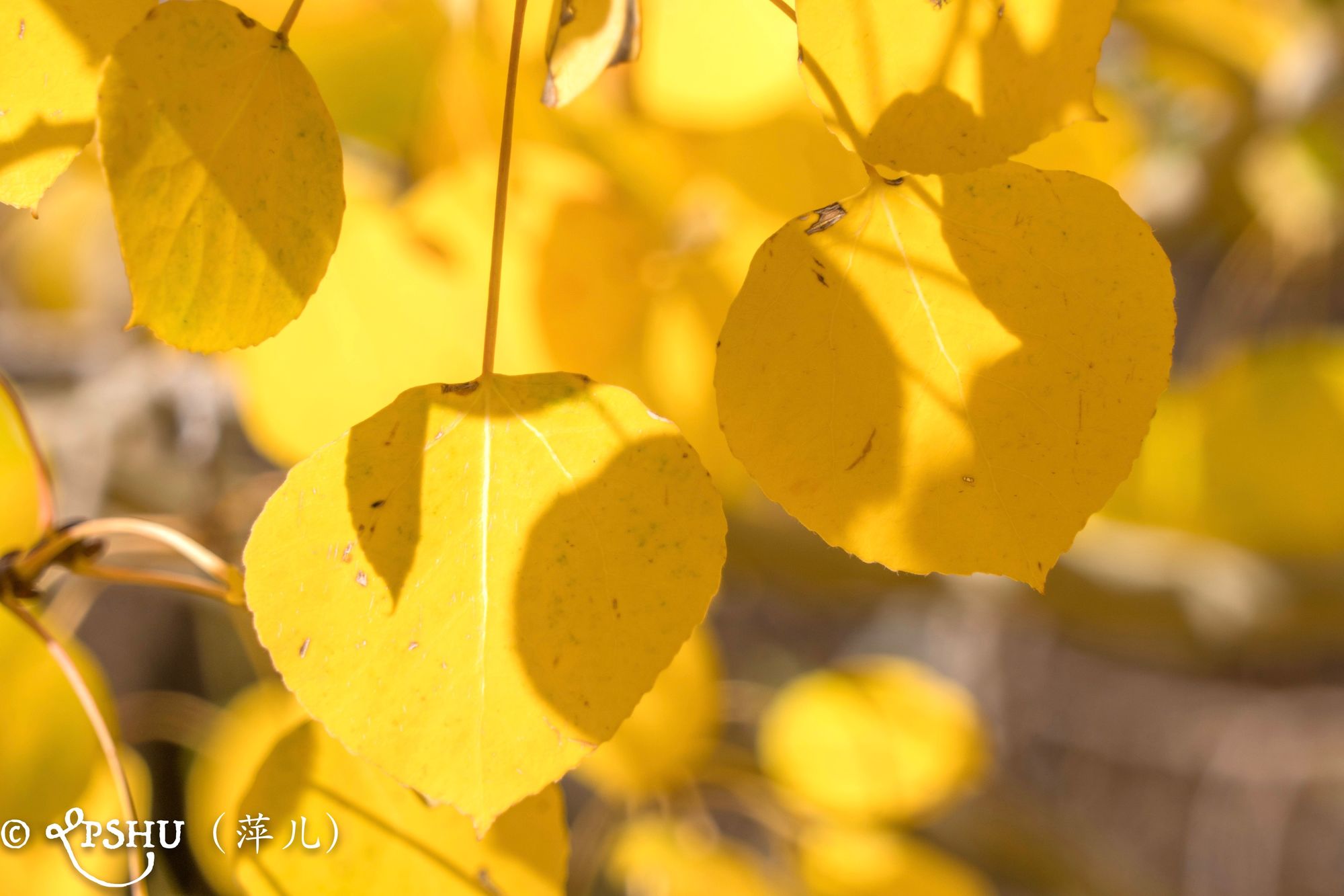 黄色二级_黄色二级_黄色二级