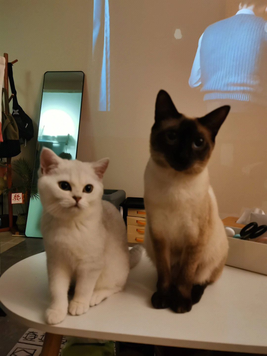 夜猫猫在哪里_夜猫猫什么意思_夜猫猫