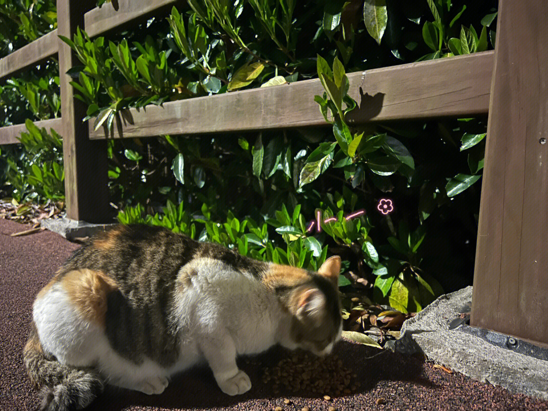 夜猫猫什么意思_夜猫猫_夜猫猫在哪里