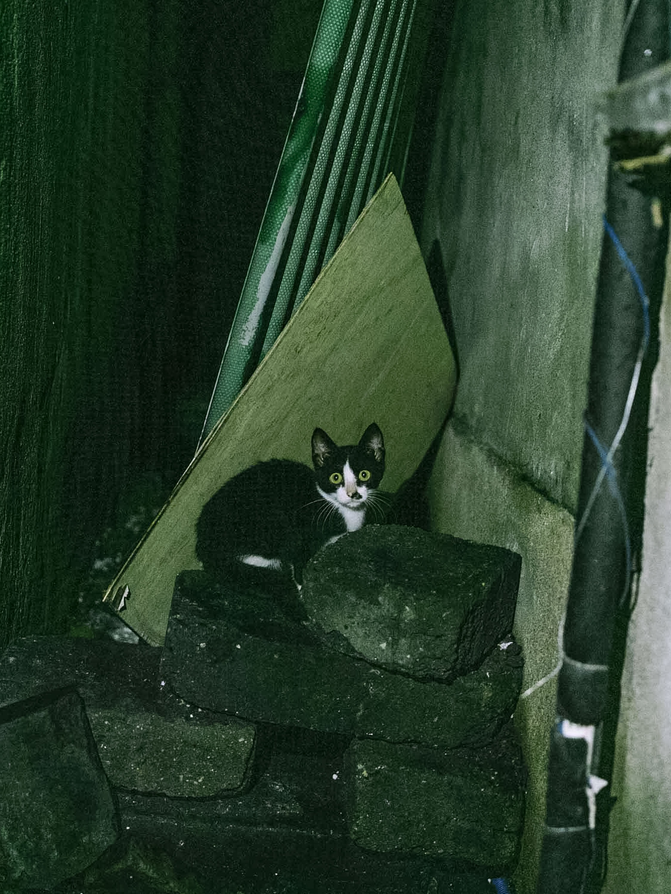 夜猫猫_夜猫猫在哪里_夜猫猫什么意思
