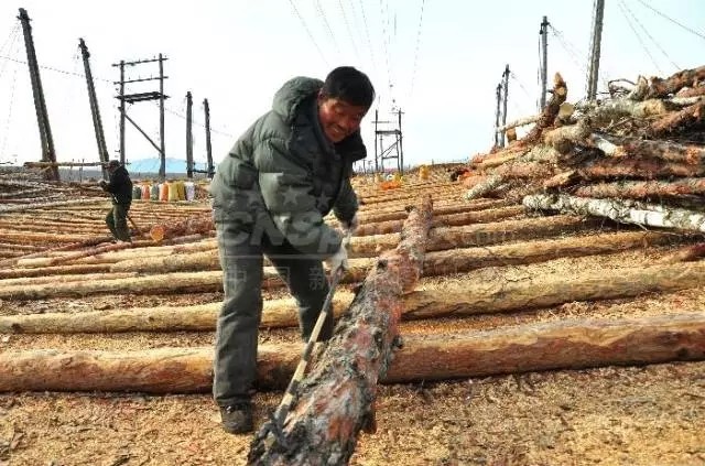 砍树游戏叫什么_小猪妖砍树游戏_砍树游戏