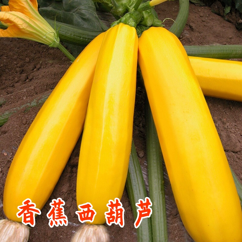 麻豆香蕉草莓丝瓜app无限免费_麻豆香蕉草莓丝瓜app无限免费_麻豆香蕉草莓丝瓜app无限免费