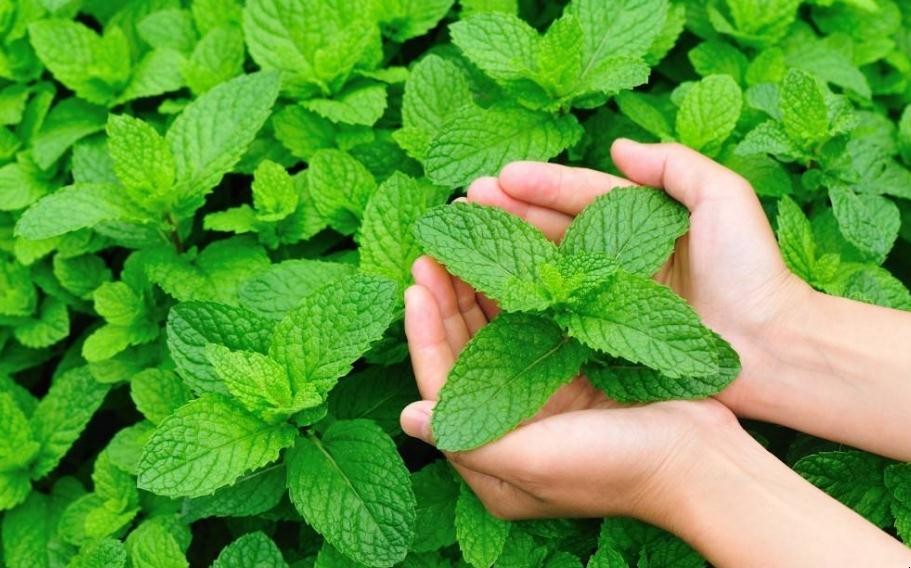 原神里的薄荷有什么用_元神里薄荷在地图哪里_原神薄荷