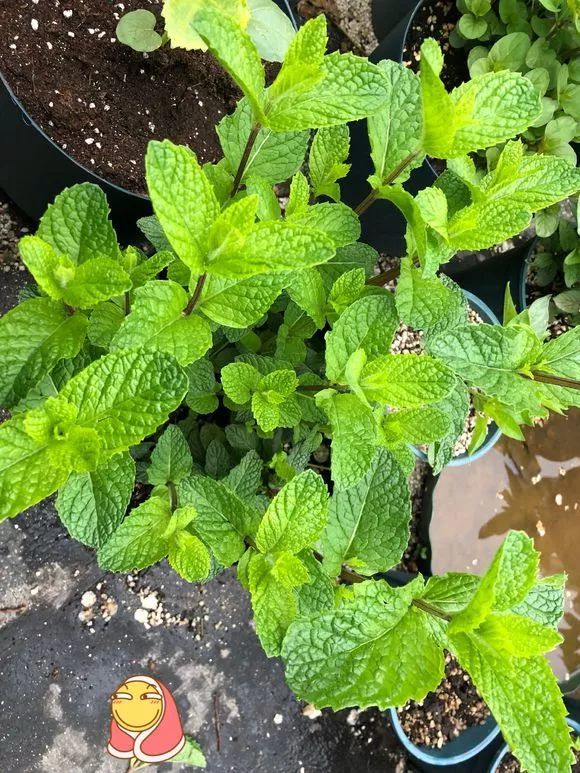 原神里的薄荷有什么用_元神里薄荷在地图哪里_原神薄荷