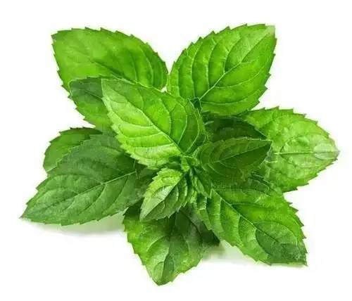 原神里的薄荷有什么用_原神薄荷_元神里薄荷在地图哪里