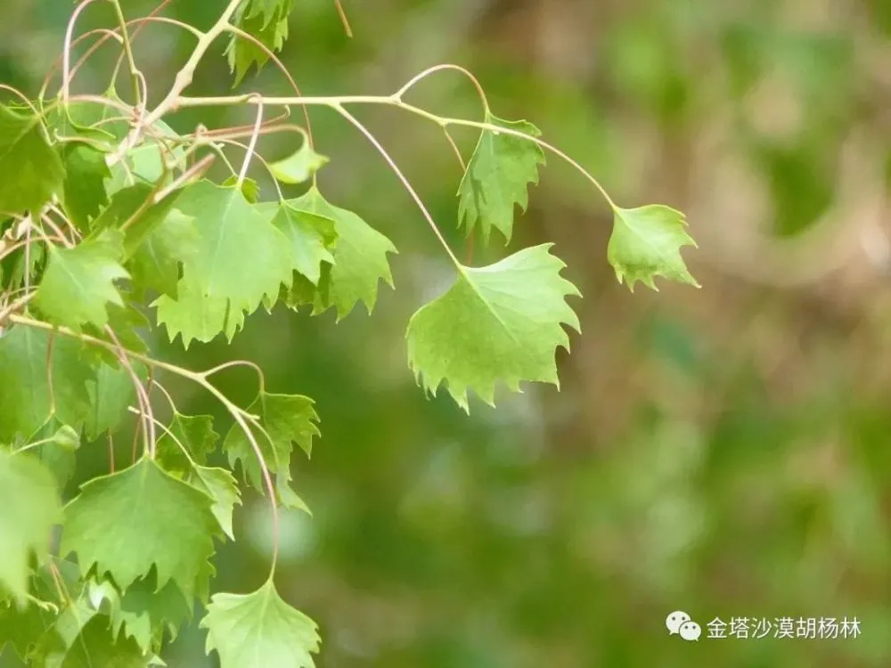拉希格圈工作原理_拉希格圈_希格拉