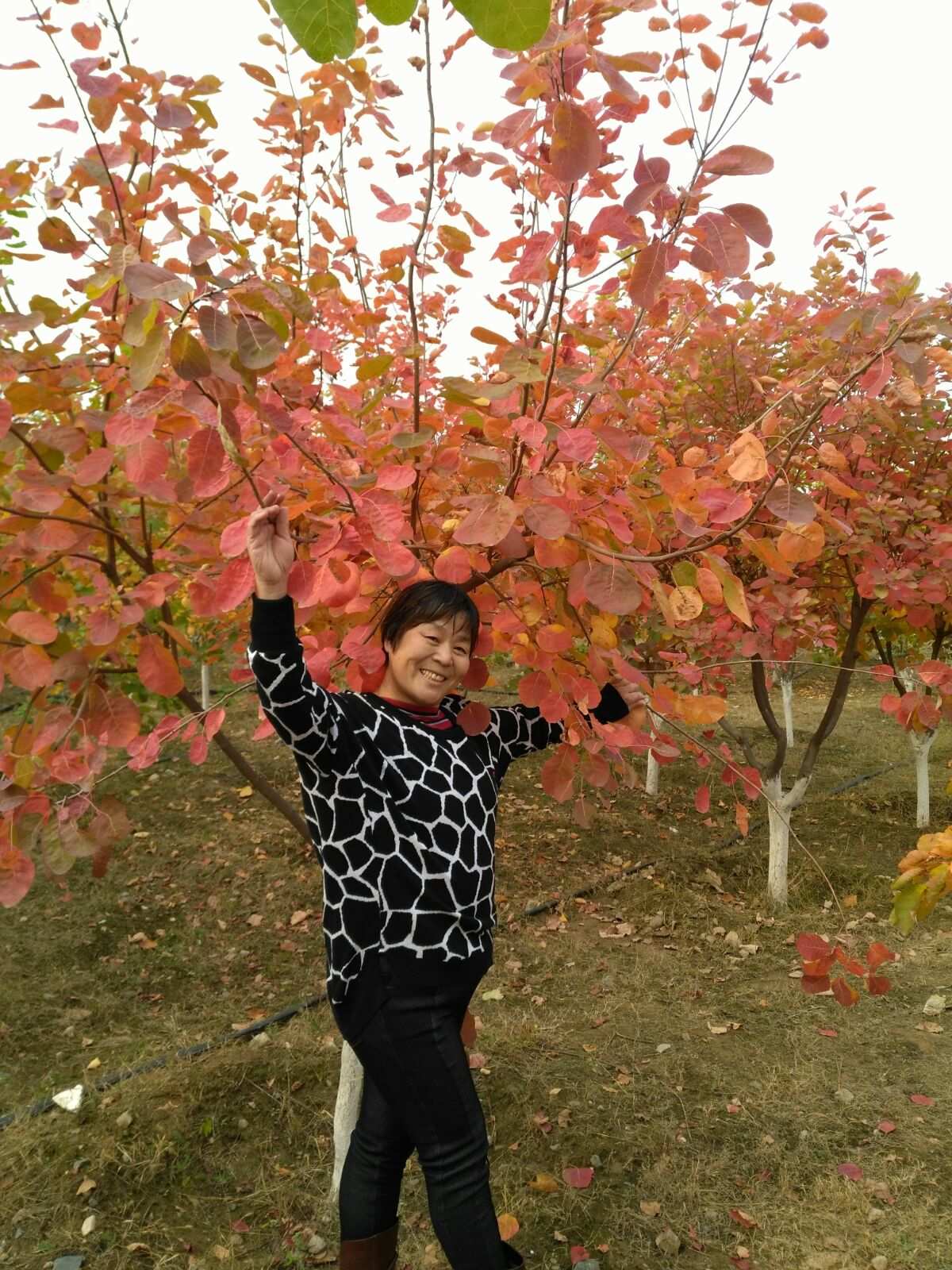 感时花溅泪恨别鸟惊心的意思_感到花溅泪恨别鸟惊心_感时花溅泪恨别鸟惊心互文