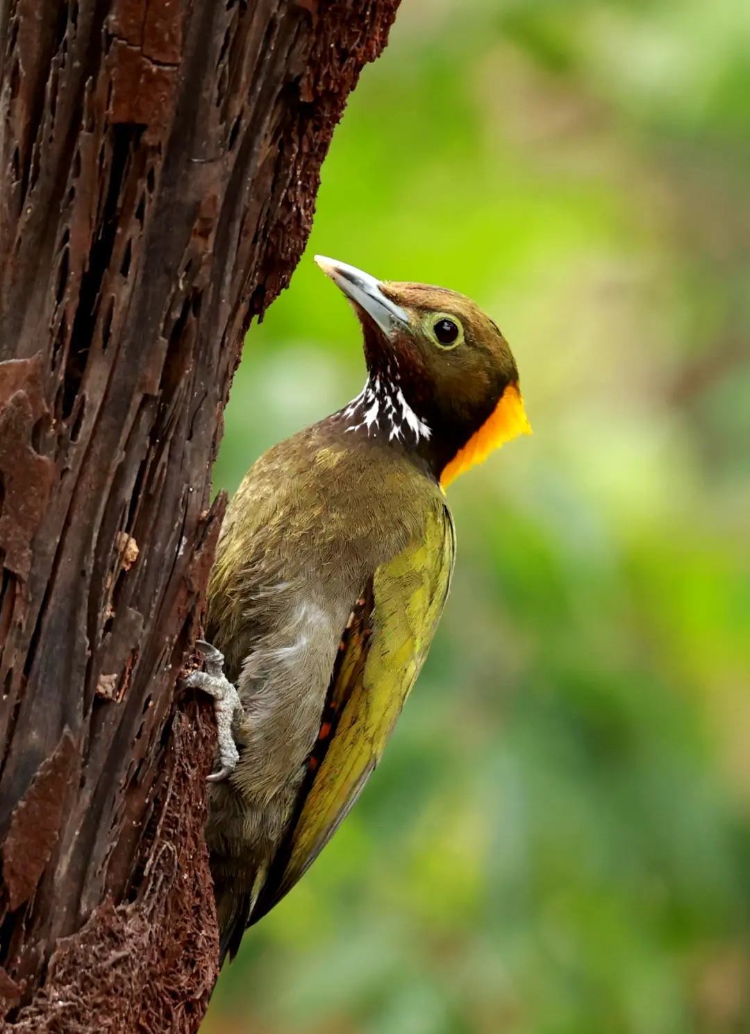 木大是什么字_木大_木大是什么意思