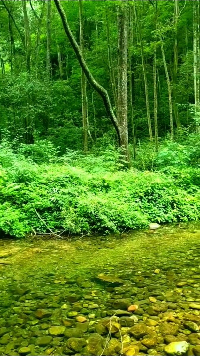 木大是什么字_木大是什么意思_木大