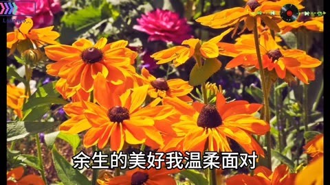 今井メロ_今井受欢迎是哪一集_今井梦露今井メロ