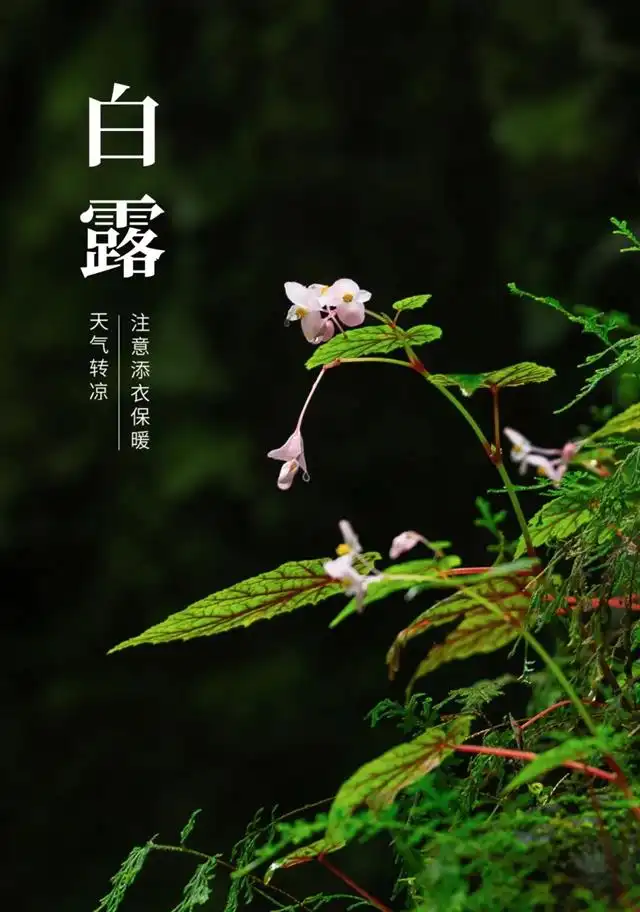 白露是月头_白露月是故乡明_白露是几月几日
