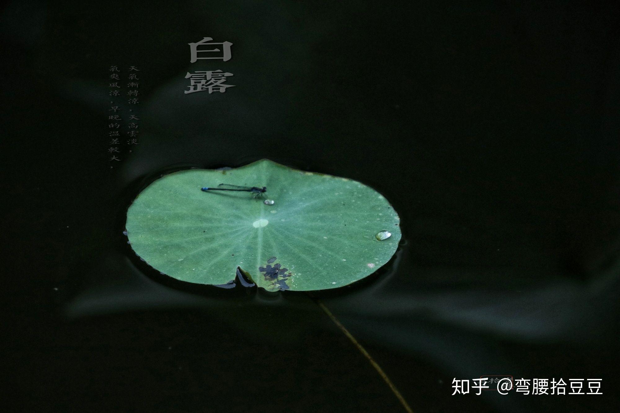 白露月是故乡明_白露是几月几日_白露是月头