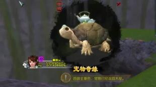 清茗小龟