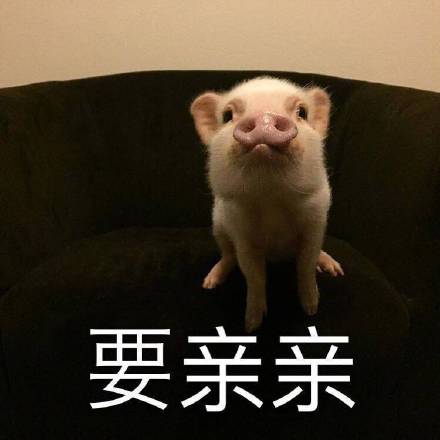 猪的进化 