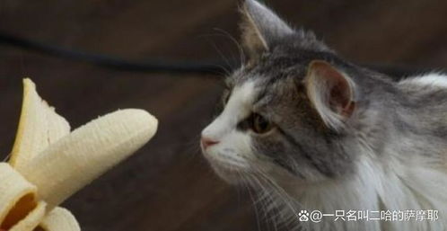 香蕉猫快乐的日子 