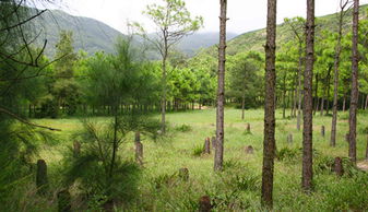 江植树
