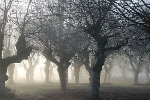DeadForest死亡森林中文版手游下载 